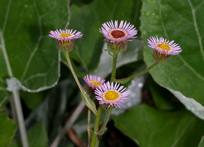Erigeron - Erigeron atticus ?
